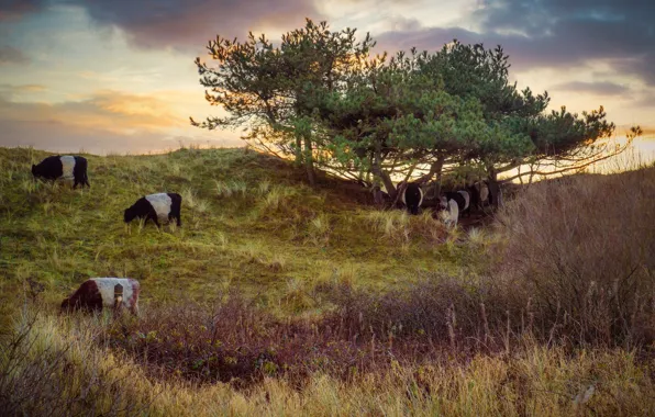 Field, the sky, grass, clouds, branches, hills, cows, pasture