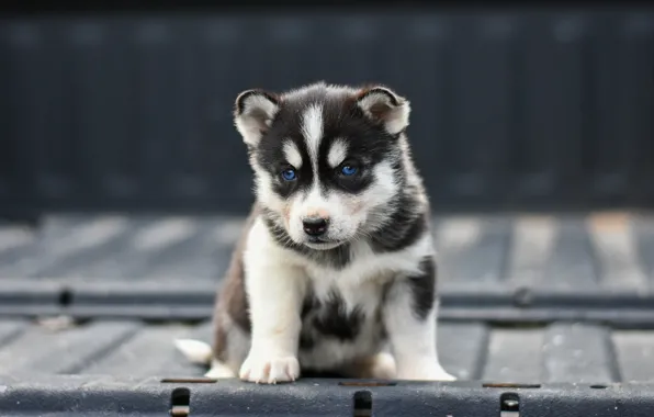 Metal, pose, background, the fence, dog, baby, puppy, face