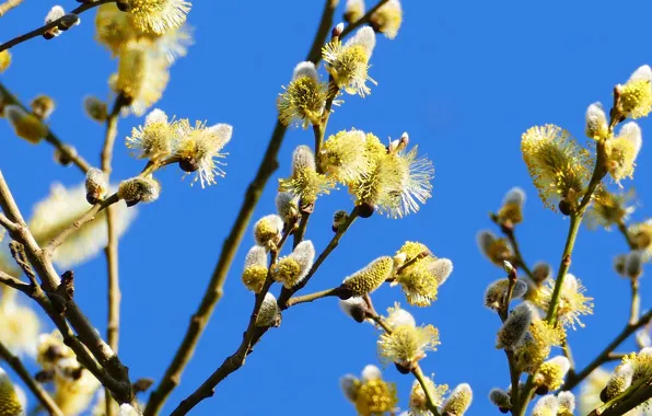 The sky, branches, nature, blue, spring, yellow, contrast, flowering