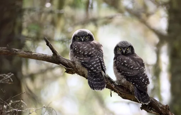 Look, birds, tree, owl, branch, pair, owls, bokeh
