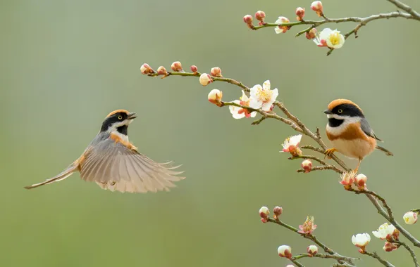 Flowers, birds, branches, spring, tit, red-headed tit
