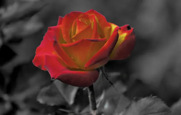 Flower, rose, black background