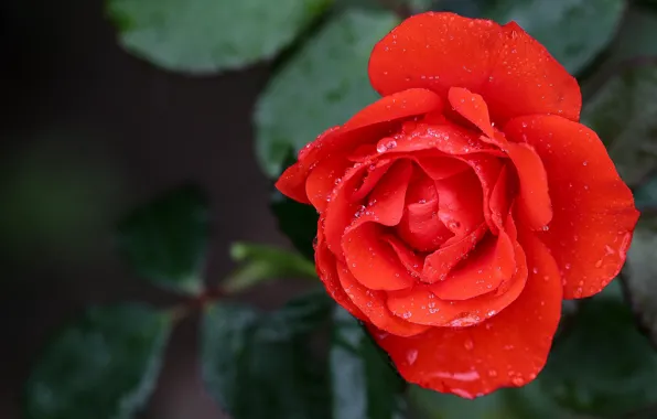 Picture leaves, drops, flowers, red, the dark background, roses
