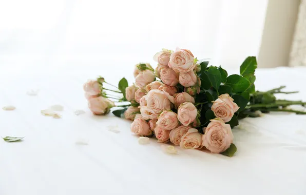 Roses, pink, buds
