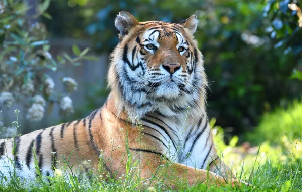 Face, nature, tiger, background, portrait, lies, view, bokeh