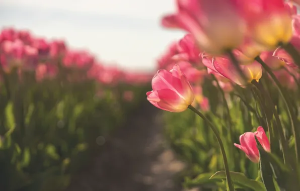 Field, light, flowers, Tulip, blur, spring, tulips, pink