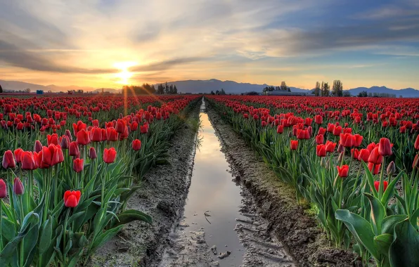 Field, the sky, the sun, clouds, flowers, mountains, dawn, spring