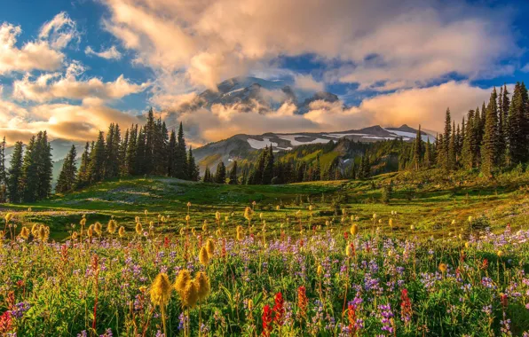 Greens, field, forest, summer, the sky, clouds, landscape, flowers