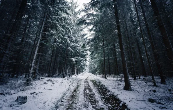 Nature, Winter, Road, Trees, Snow, Forest, Traces, Branches