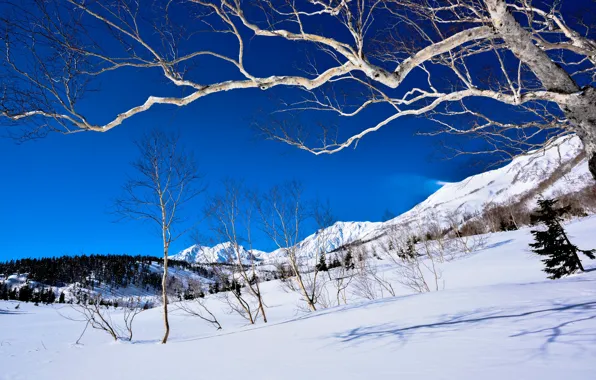 Winter, forest, the sky, light, snow, trees, mountains, branches