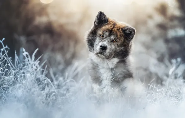 Picture frost, grass, look, face, dog, Акита-ину