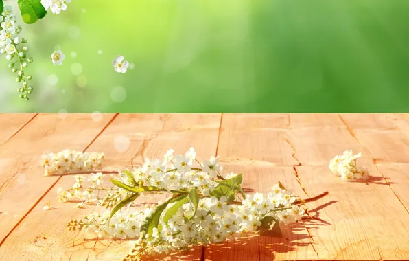 Flowers, nature, spring, petals, bokeh