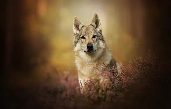 Look, dog, bokeh, Heather, The Czechoslovakian Wolfdog