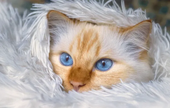 Cat, white, cat, look, pose, portrait, red, lies