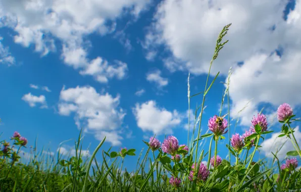The sky, grass, clouds, flowers, meadow, clover