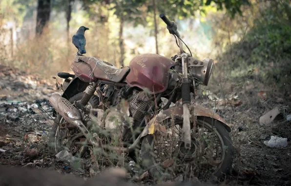 Background, bird, motorcycle