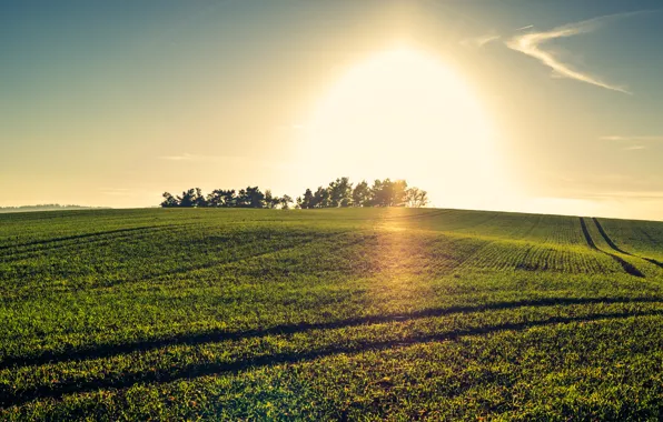 Picture greens, sunset, nature, green, field, Nature, sunset, fields