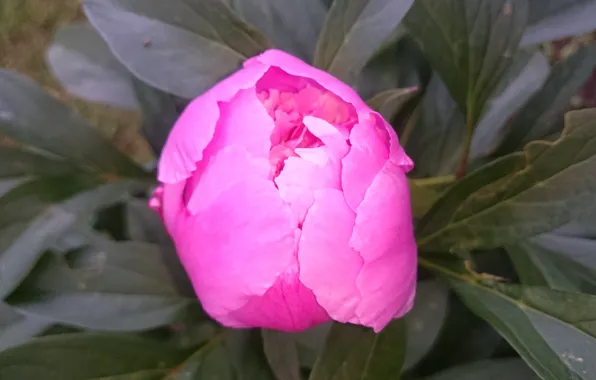 Flower, pink, Bud, peony
