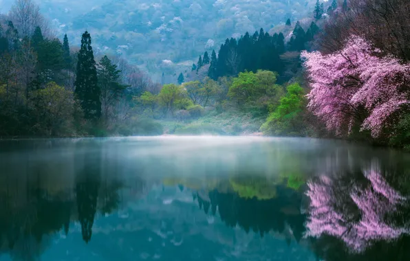 Picture flowers, nature, fog, lake, spring, Japan, Sakura, haze