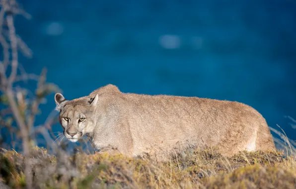Picture look, wild cat, Puma, Cougar