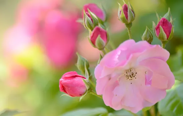 Macro, pink, rose, petals, buds, bokeh