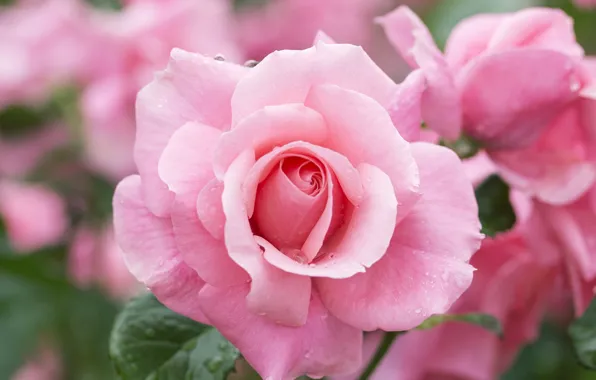 Picture roses, beauty, pink