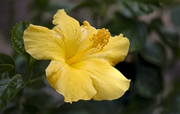Flower, leaves, macro, yellow, hibiscus