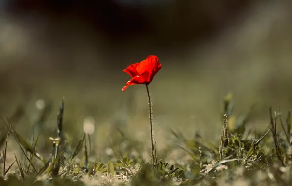 Light, flowers, the dark background, glade, one, Mac, krsno