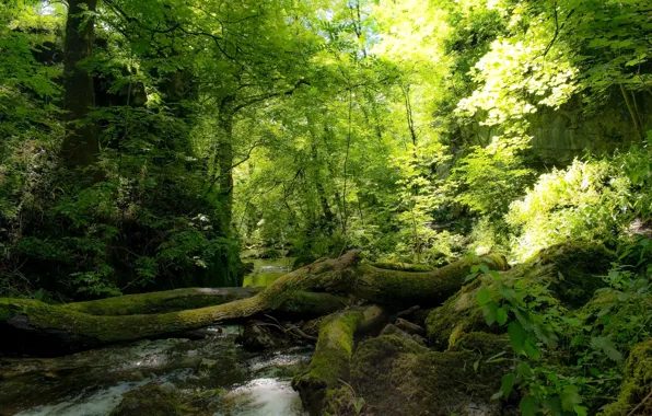 England, Yorkshire, Yorkshire, Malham, Janet's Foss waterfall