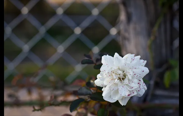 Picture white, flower, background, Dahlia, in Karpenko