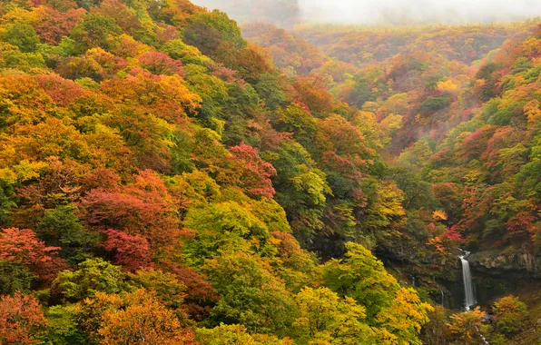 Picture autumn, forest, trees, waterfall, slope