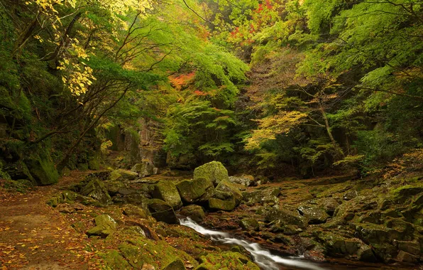 Picture autumn, forest, trees, stream, stones, thickets