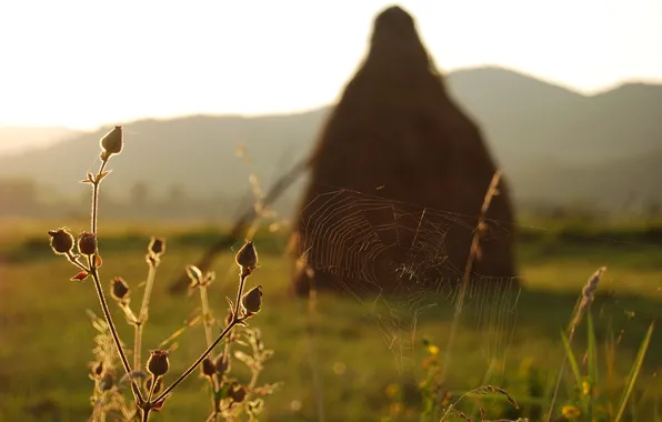 Grass, sunset, flowers, web, stack, hay