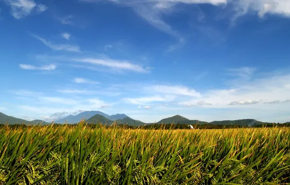 Field, the sky, grass, landscape, nature