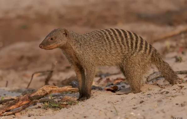 Background, wildlife, pinstripes, animal, mongoose, DUELL ©