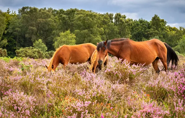 Trees, flowers, nature, glade, two, horses, horse, pasture