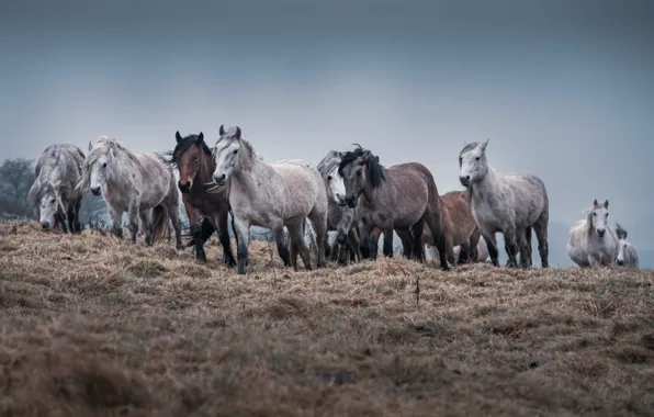 Nature, horses, the herd
