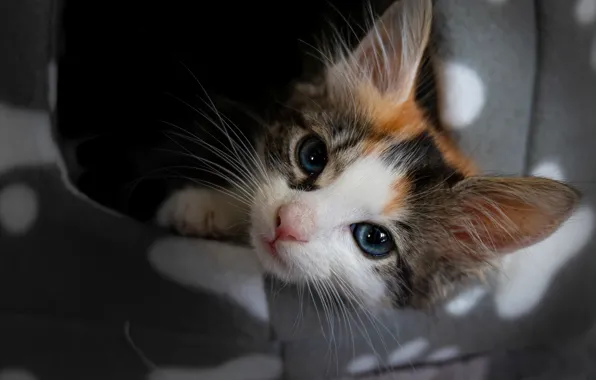 Cat, look, kitty, portrait, face, spotted, cat house