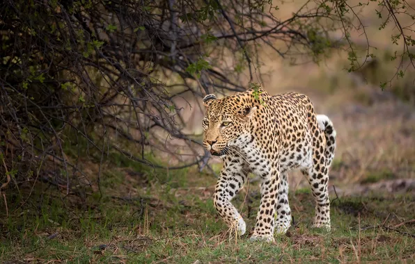 Branches, predator, leopard, wild cat