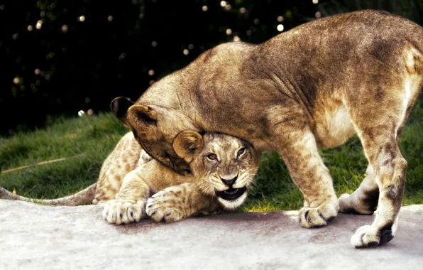 Grass, cats, nature, background, the game, Leo, pair, wild cats