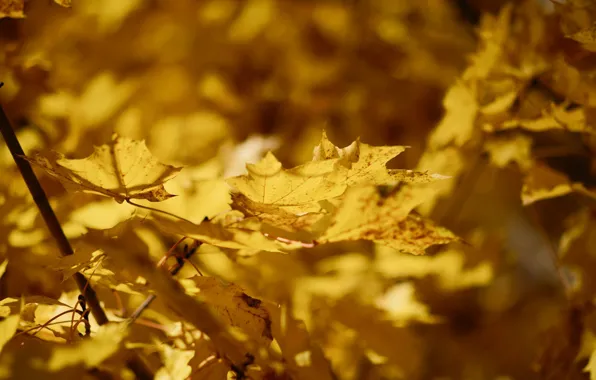 Autumn, leaves, nature