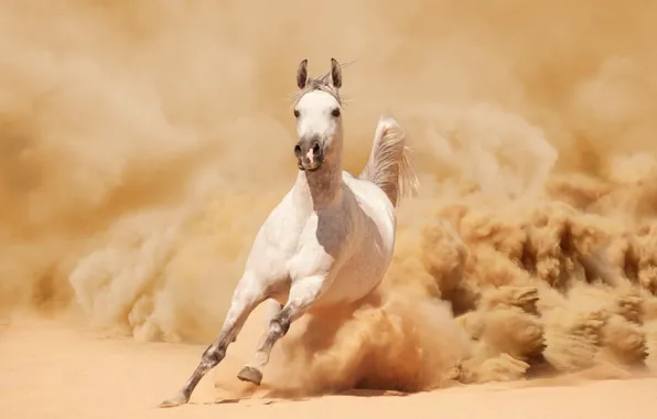 Picture sand, horse, horse, dust, running, runs