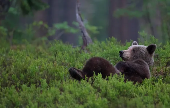 Picture greens, forest, nature, pose, vegetation, bear, bear, lies
