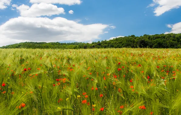 Field, summer, the sky, flowers, nature, view, Maki, dal