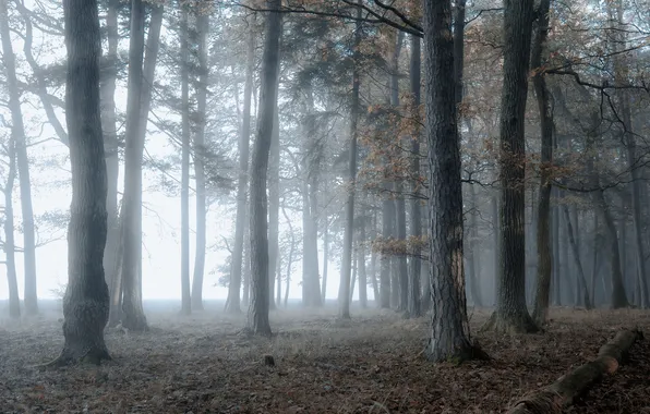 Autumn, forest, light, trees, branches, nature, fog, trunks
