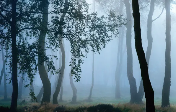 Autumn, trees, branches, nature, fog, Rosa, morning, haze