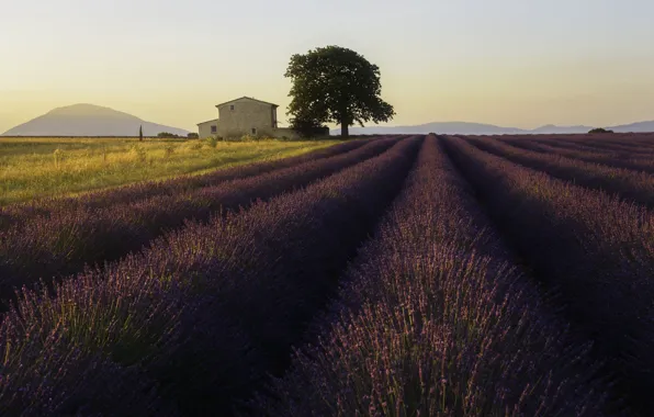 Picture house, France, tree, morning, hills, sunrise, lavender, sunlight