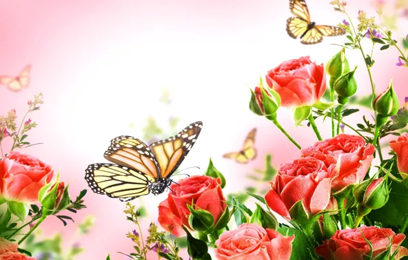 Butterfly, background, Bush, roses, red, closeup
