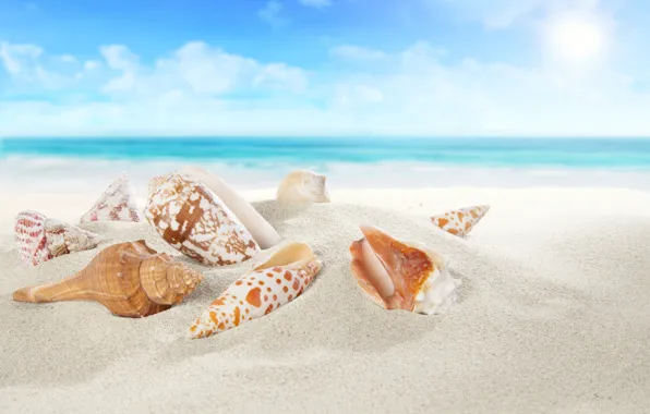 Picture sea, sand, sand beach, seashells