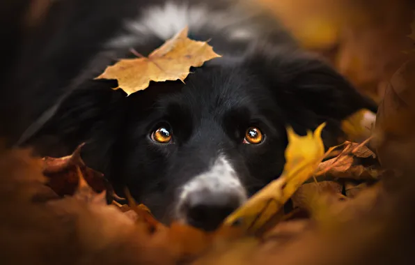 Picture autumn, look, face, leaves, leaf, dog, black, the border collie